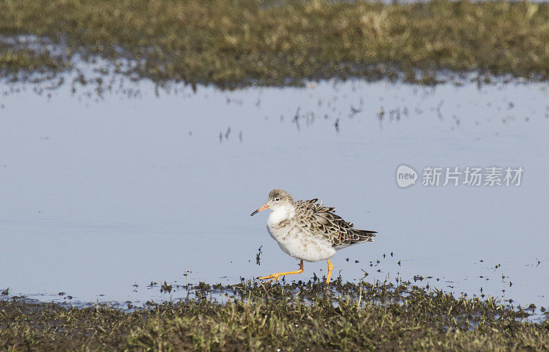 Ruff Wader (Philomachus匕首)很糟糕